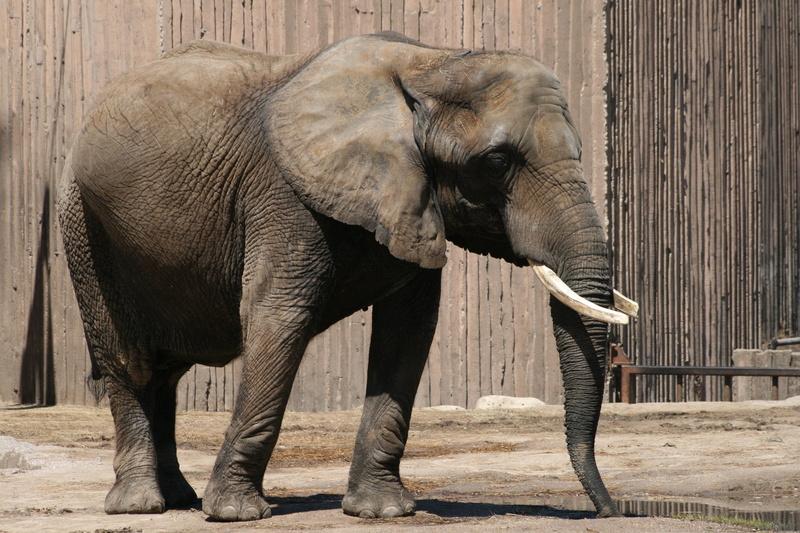 outdoors, one animal, strong, brown, african elephant, big, painted, wild, herbivorous, 4K, no people, elephant, day, animal wildlife, animals in the wild