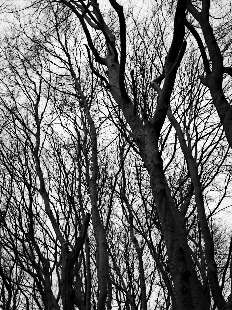 tree, growth, tree trunk, plant, light, black, sky, backgrounds, living, large, bare tree, no people, formidable, low angle view, land, white, silhouette