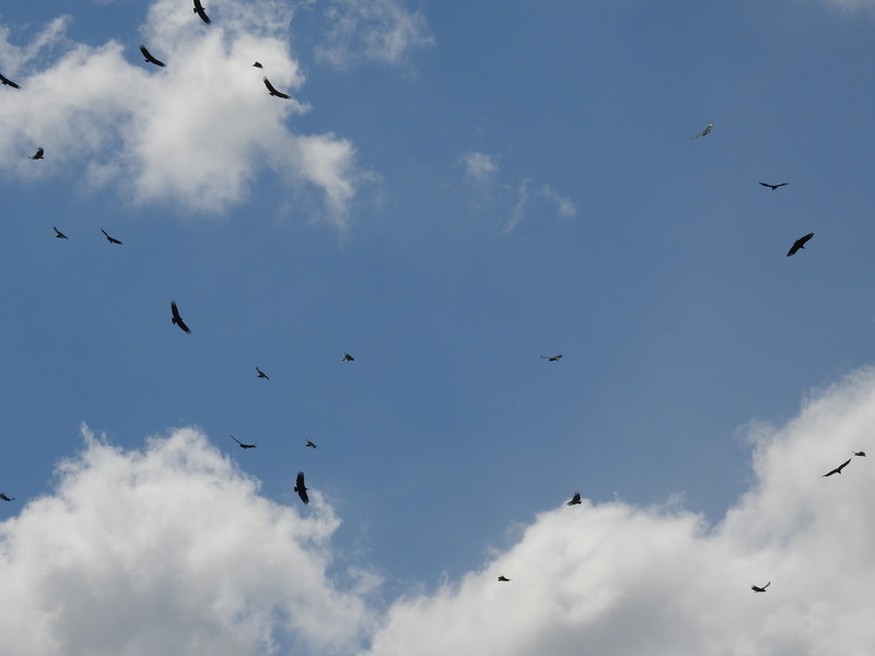 mid-air, seagull, spread wings, day, animal, brazil, blue sky, vertebrate, animal Wing, wildlife, clouds, animal themes, 4K, bird, nature, tranquility