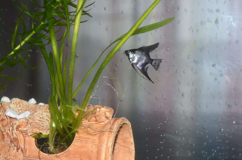 outdoors, rainy season, day, 4K, close-up, underwater, no people, insect, nature, wet, vertebrate, glass - material, rain, animal, plant, invertebrate