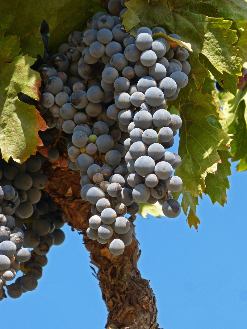 day, 4K, plantation, food and drink, doq priorat, priorat, healthy eating, agriculture, fruit, garnatxa, nature, vintage, vine, garnacha, outdoors, plant part