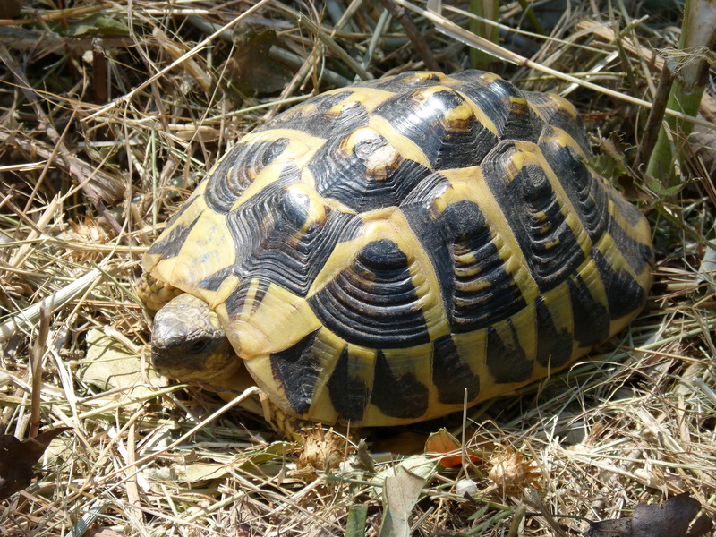 high angle view, plant, tortoise, outdoors, 4K, one animal, protection, field, vertebrate, turtle, land, animals in the wild, tortoise shell, nature, reptile