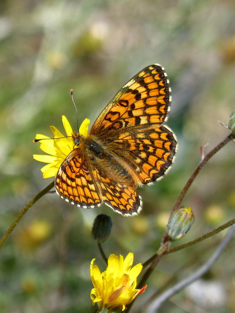 butterfly, animal themes, focus on foreground, animal wildlife, flower head, animals in the wild, animal, pollen, vulnerability, 1080P, petal, butterfly - insect