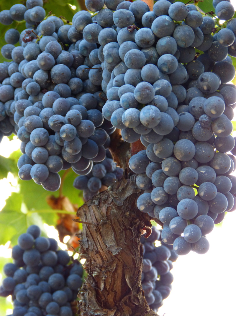 Vine, freshness, wellbeing, fruit, agriculture, healthy eating, food and drink, beauty in nature, vineyards, Red Wine, outdoors, vineyard, nature, no people