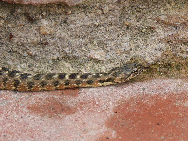 animal body part, animal themes, reptile, rock - object, textured, priorat, 2K, detail, day, no people, poisonous, water snake, animal scale, lizard, animals in the wild