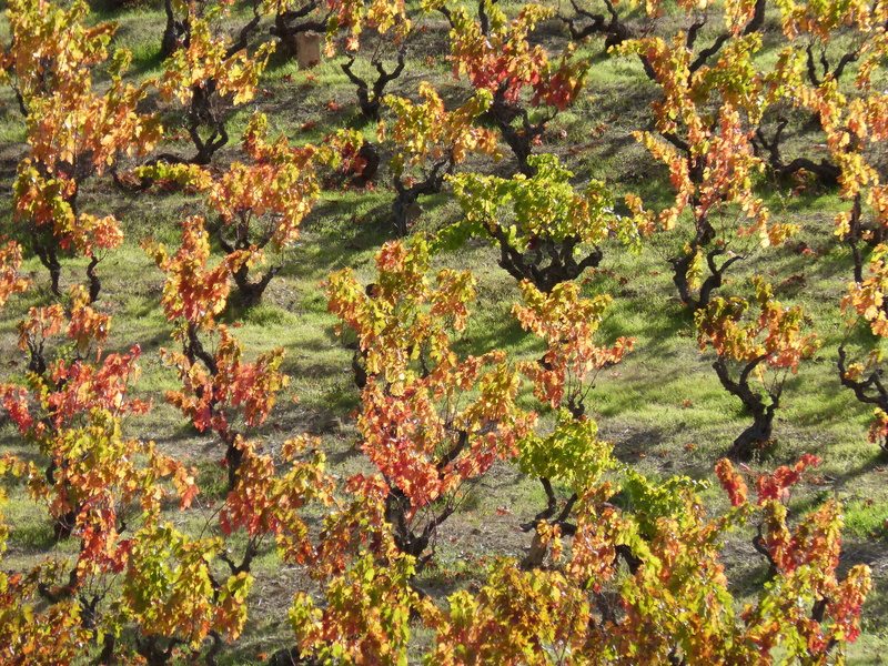 4K, beauty in nature, outdoors, close-up, lichen, day, full frame, vineyard, branch, red leaves, backgrounds, moss, land, priorat, no people, plant part