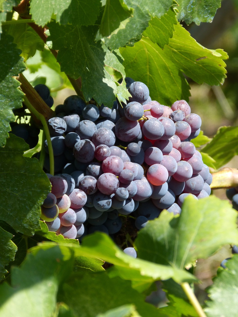 grapes, day, wellbeing, 2K, ripe grapes, ripe, fruit, outdoors, bunch, growth, organic, priorat, vineyard, leaf, healthy eating, freshness, plant, grape
