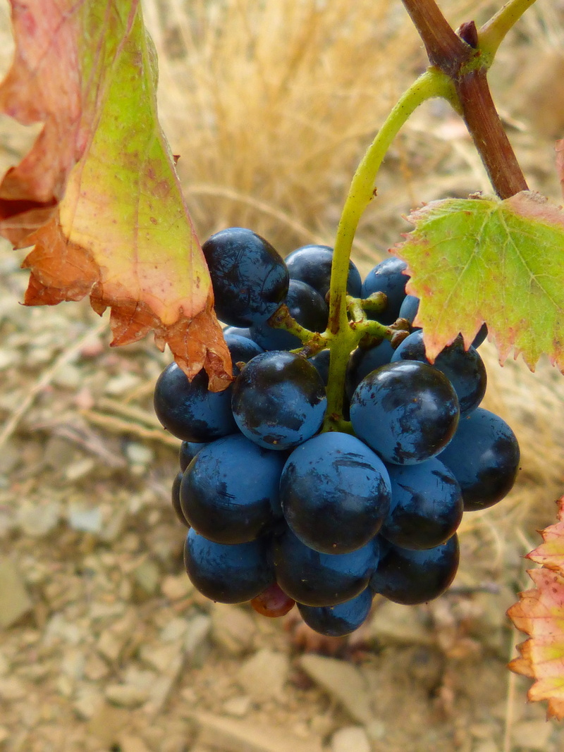 close-up, outdoors, nature, grape, healthy eating, vine, plant part, winemaking, plantation, priorat, beauty in nature, growth, food and drink, plant, fruit