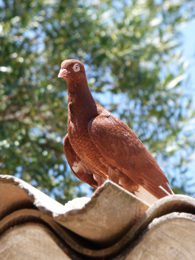 looking, animal wildlife, nature, bird, uralita, outdoors, branch, Colom, tree, animal, one animal, day, priorat, vol catalan colom, 2K, close-up, perching