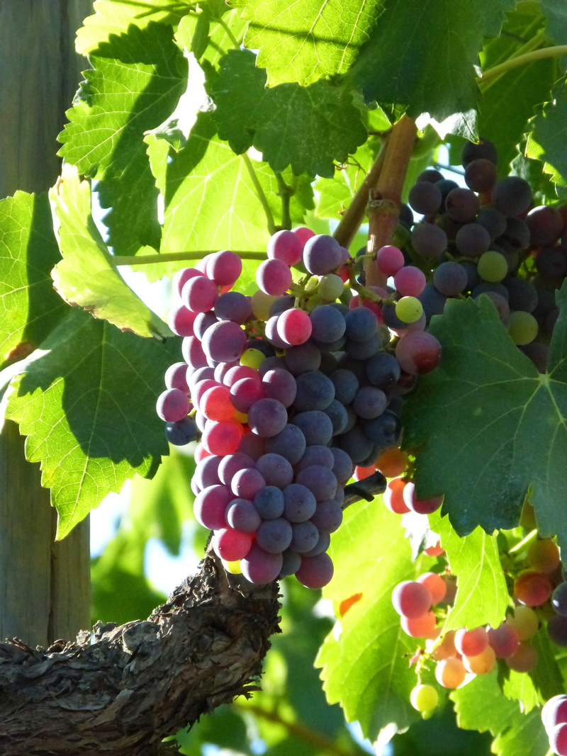 wellbeing, food and drink, agriculture, healthy eating, 4K, priorat, no people, grape, plantation, ripe, plant, outdoors, day, vine, nature, fruit, plant part