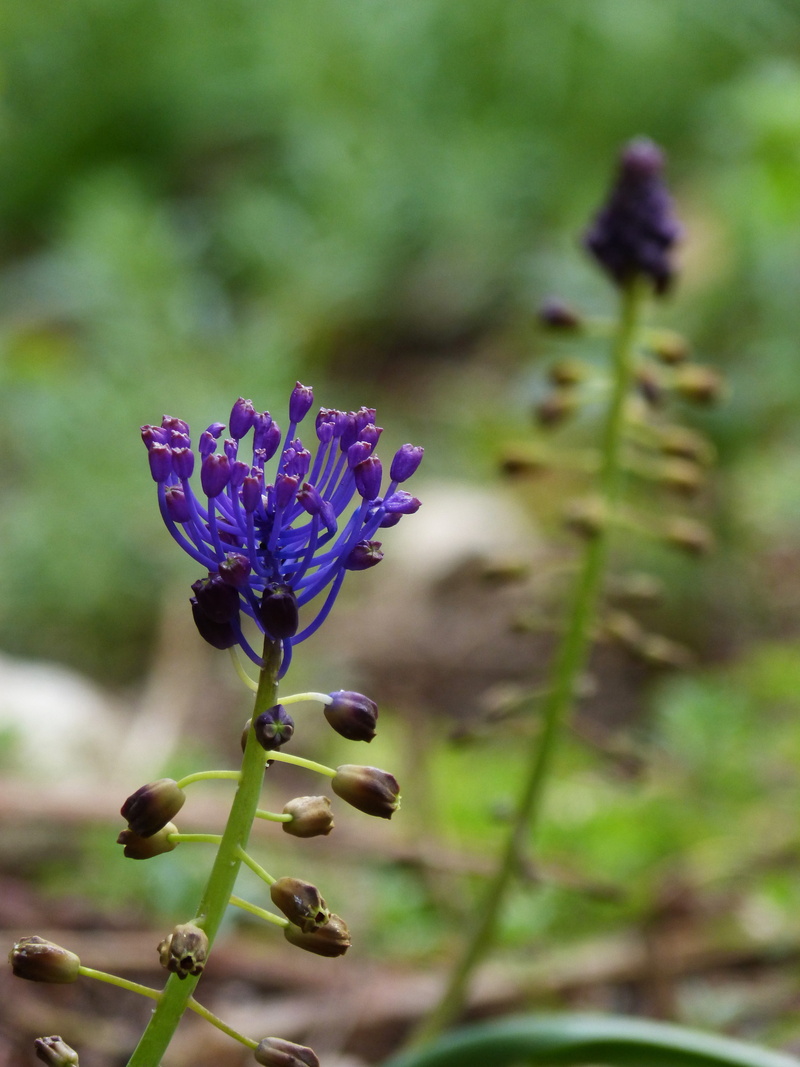 plant stem, wild flower, lilac, curiously, outdoors, flower, springtime, inflorescence, day, vulnerability, petal, bud, freshness, 4K, fragility, nature