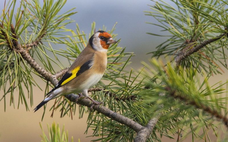 Bird, Tree, Tail, 1080P, Twigs, Pine, Feathers, Lonely