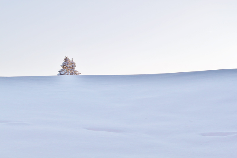 environment, scenics - nature, land, christmas tree, coniferous tree, pine tree, outdoors, snowed in, cold, winter magic, 4K, tranquility, tranquil scene