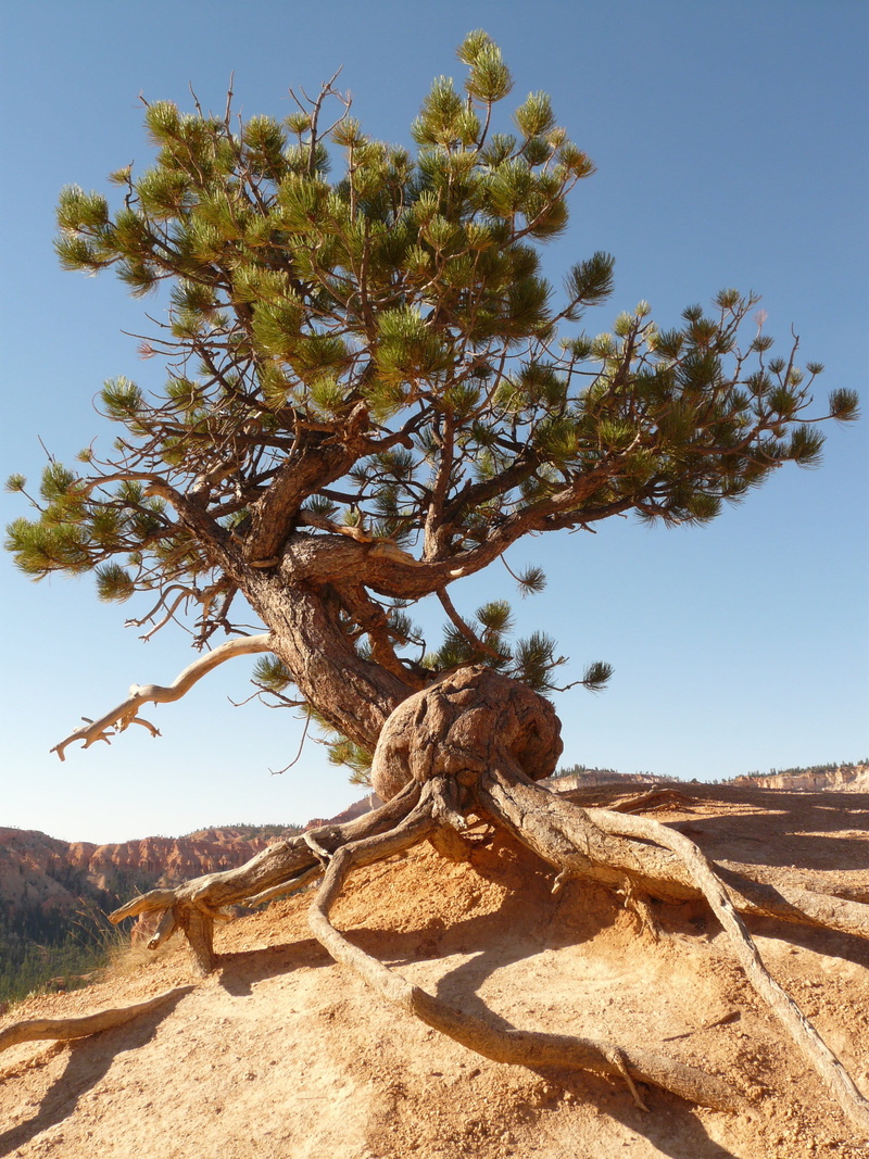 drought, tree, dead plant, dry, arid climate, blue sky, root, blue, no people, daytime, sky, rock, clear sky, tranquil scene, landscape, beauty in nature