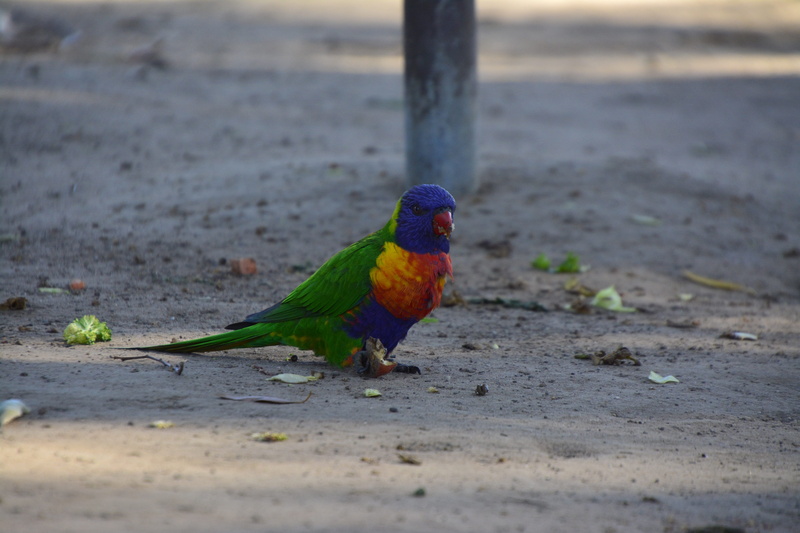 beach, sanctuary, baby, lone, australia, outdoors, nature, parrot, day, selective focus, multi colored, animal themes, wood - material, aussie, wild, native