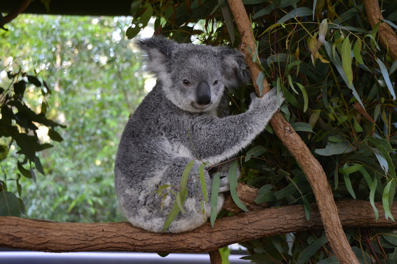 vertebrate, zoo, day, one animal, focus on foreground, animal themes, sitting, native, travel, sanctuary, nature, outdoors, cute, no people, wild, koala
