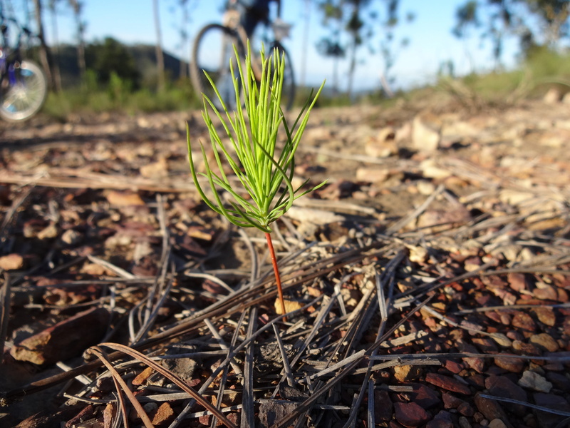 fragility, pine, surface level, green, vulnerability, pine-tree, lonely, 4K, outdoors, young, leaf, plant part, close-up, sapling, field, day, beauty in nature