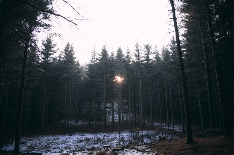 land, lonely, forest, scenics - nature, coniferous tree, wood, growth, beauty in nature, environment, cold temperature, italy, lake, landscapes, outdoors