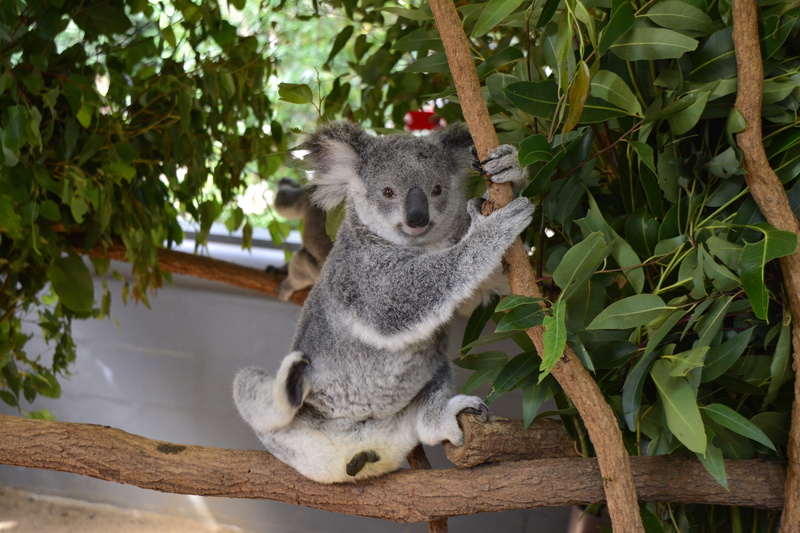 animal, lone, no people, travel, tree, australia, cute, zoo, queensland, aussie, animal wildlife, growth, day, 5K, koala, leaf, branch, wild, nature, pine