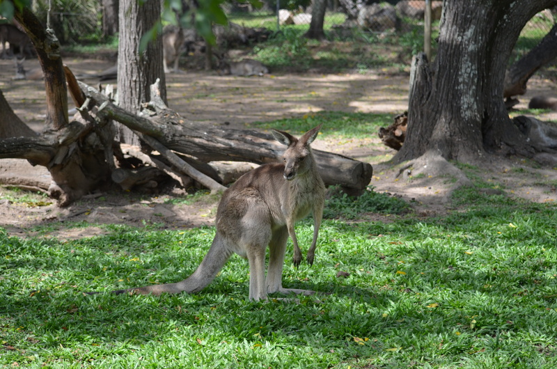 herbivorous, animal wildlife, 4K, cute, field, outdoors, animals in the wild, vertebrate, mammal, australia, aussie, kangaroo, nature, tree, animal, queensland