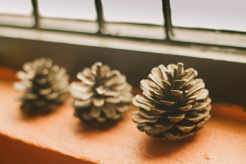 still life, tree, indoors, design, outdoor, window boxes, shade, decoration, Pine Cone, Light, Window, floral pattern, flower pot, focus on foreground
