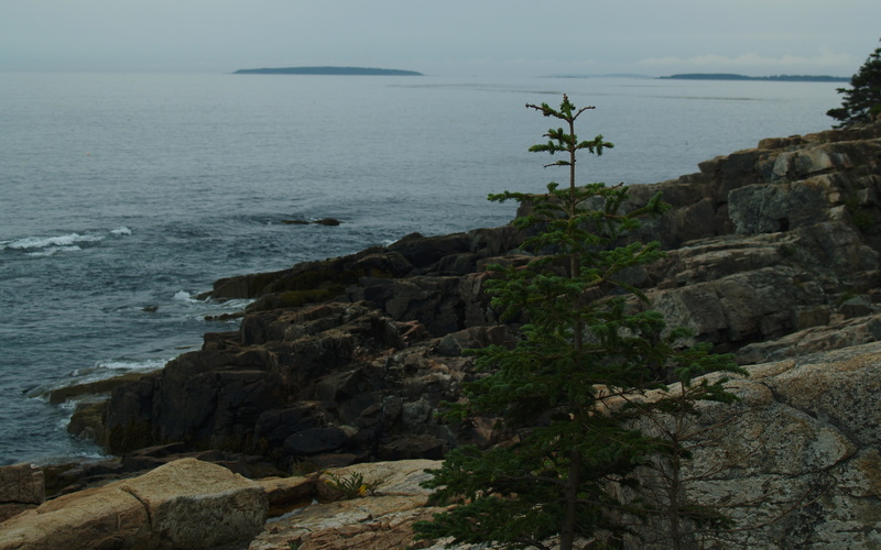 art, pine, atlantic, lonely, ocean, coast, hd, Maine, 2K, Acadia, mountain, oceans, nature