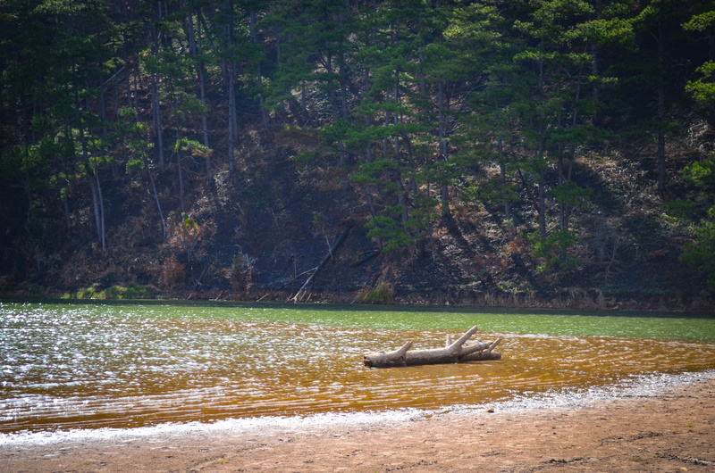 forest, lake, rowboat, plant, 4K, beauty in nature, scenics - nature, transportation, tranquility, tree, no people, water, nautical vessel, green color