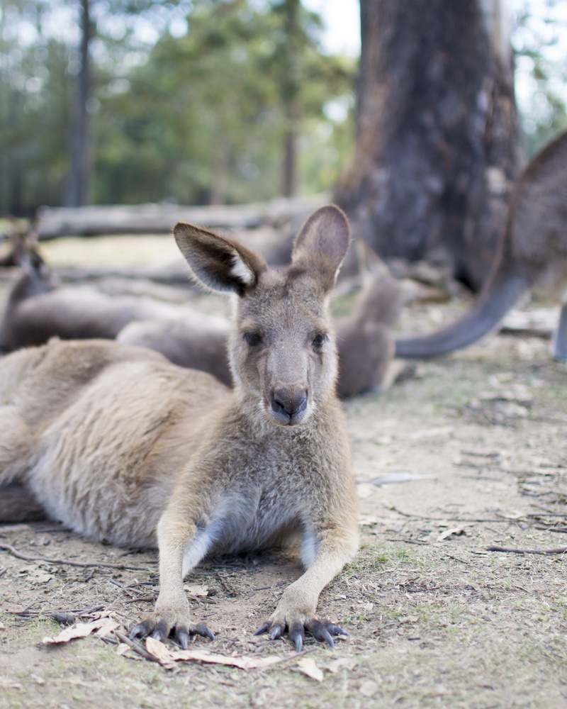 one animal, lone pine koala sanctuary, day, zoo, plant, kangaroo, portrait, trunk, mammal, wildlife, animals in the wild, no people, relaxation, 4K, tree trunk