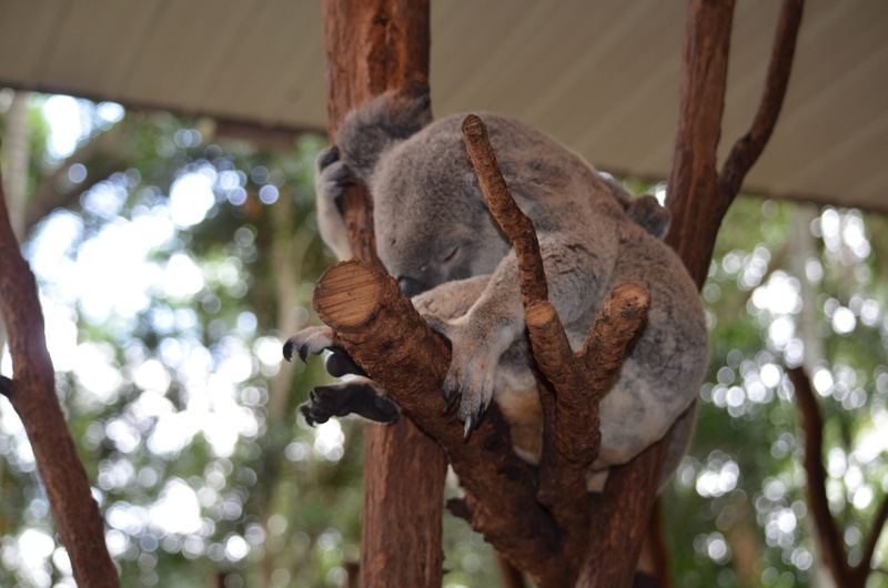 no people, low angle view, day, queensland, wild, pine, aussie, nature, animals in the wild, animal themes, tree trunk, vertebrate, trunk, 4K, tree, plant