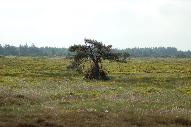 lonely, environment, tranquil scene, no people, heath, growth, grass, wood, outdoors, tree, coniferous tree, green color, pine, non-urban scene, field