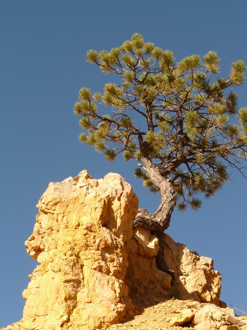 blue, tranquil scene, plant, individually, beauty in nature, day, growth, nature, eroded, 2K, leafed, loneliness, rock - object, rock formation, low angle view
