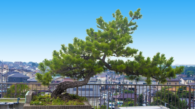 clear sky, apartment, sky, no people, plant, day, row house, du ao, building, tree, pine tree, outdoors, house, cityscape, luxury, sunny, city, blue, vigorous