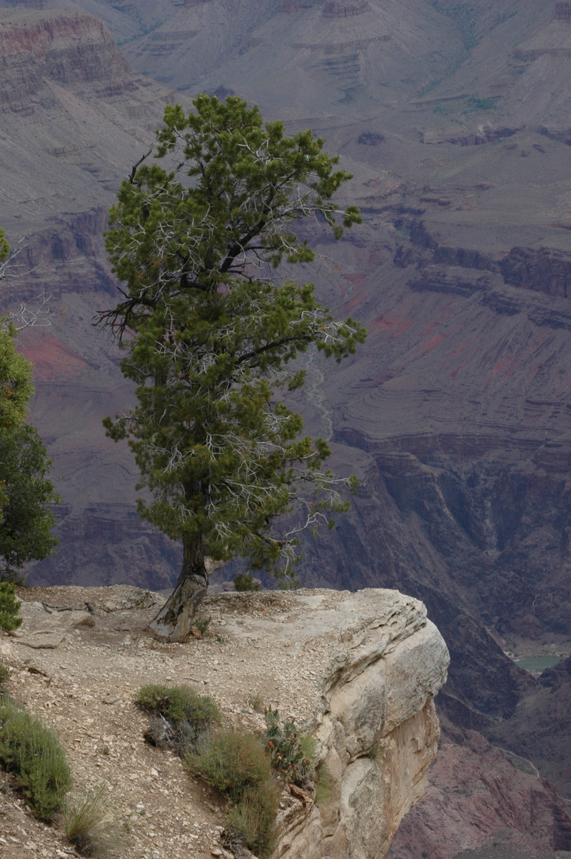arizona, tree, beauty in nature, non-urban scene, physical geography, high angle view, climate, grand canyon, land, mountain, usa, plant, park, nature