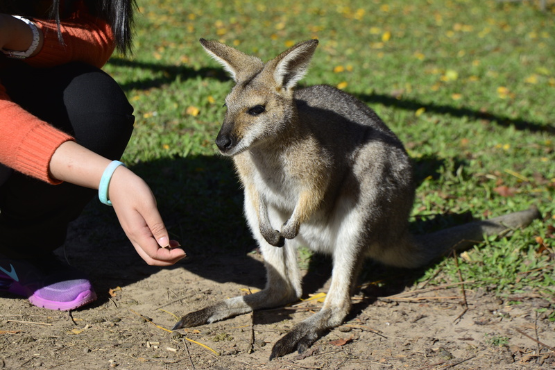 human hand, queensland, 5K, travel, native, domestic, tree, pine, pets, wildlife, cute, eating, australia, human body part, vertebrate, nature, animals in the wild