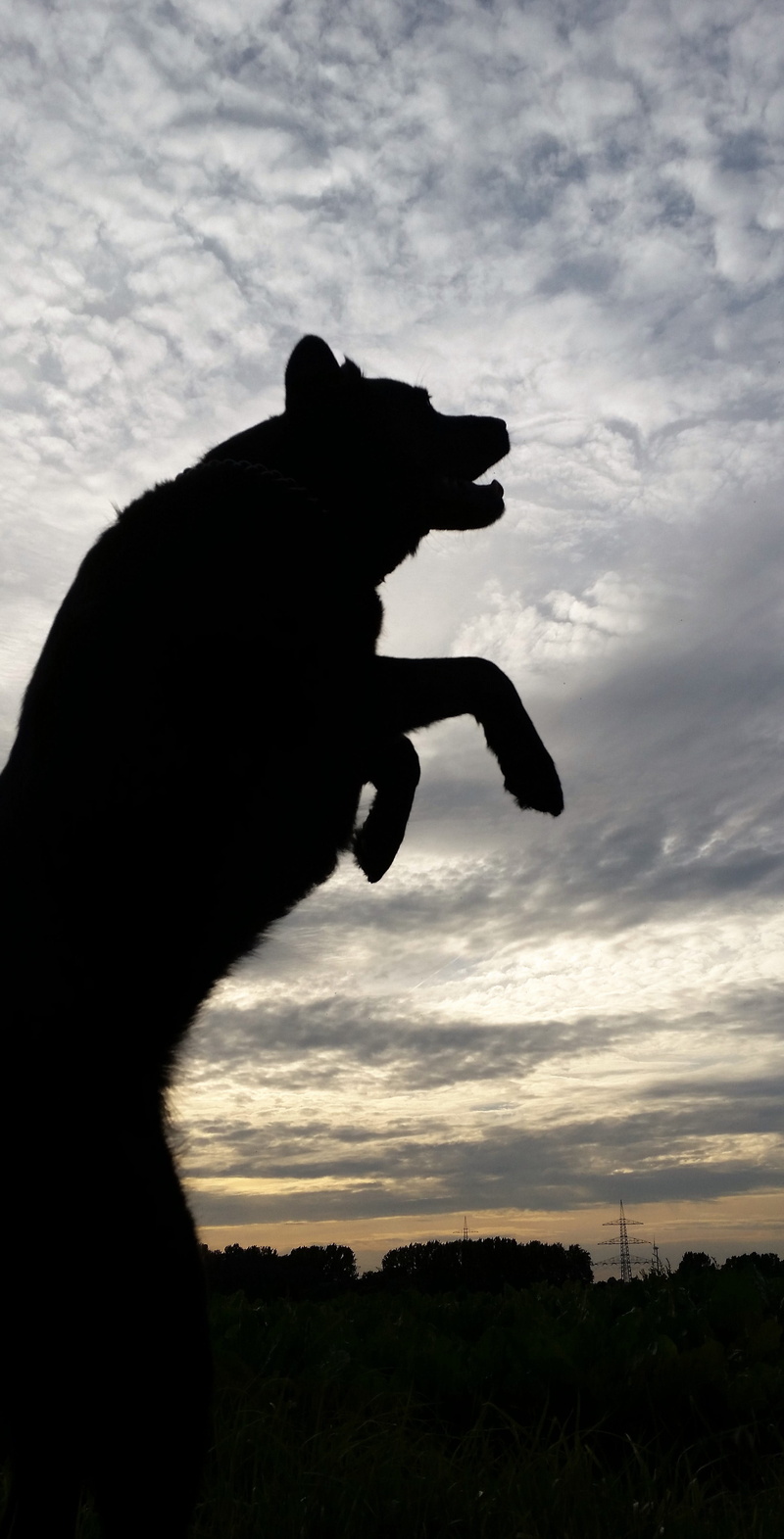 no people, animal wildlife, domestic animals, animal, sunset, animal themes, silhouette, cloud - sky, monster, canine, sky, mammal, Dark, tooth, jump, Shadow