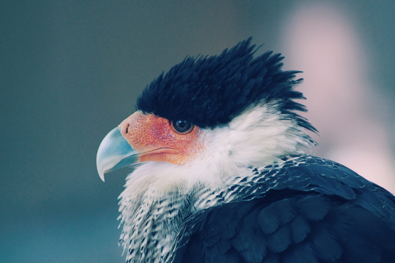 beaked, outdoors, animal wildlife, orange, spain, profile view, animal, focus on foreground, 4K, bird of prey, animal themes, animal head, no people, nature