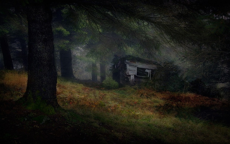 plant, landscape, growth, hut, trees, non-urban scene, nature, no people, spooky, built structure, tree trunk, mist, architecture, 480P, outdoors, woodland