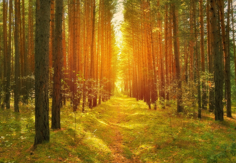 scenics - nature, woodland, sunlight, outdoors, path, lights, grass, no people, beauty in nature, tranquil scene, tree, trees, autumn, the way forward