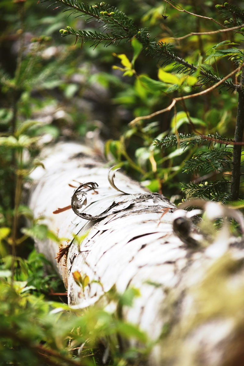 nature, no people, human representation, growth, land, sunlight, fort point cove road, 5K, bark, text, plant, representation, creativity, log, tree, united states
