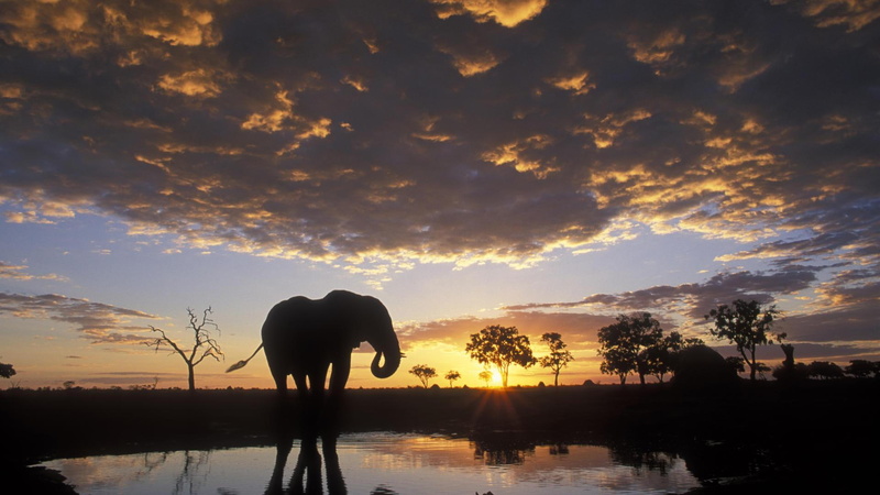 1080P, animals, set, sun, elephant