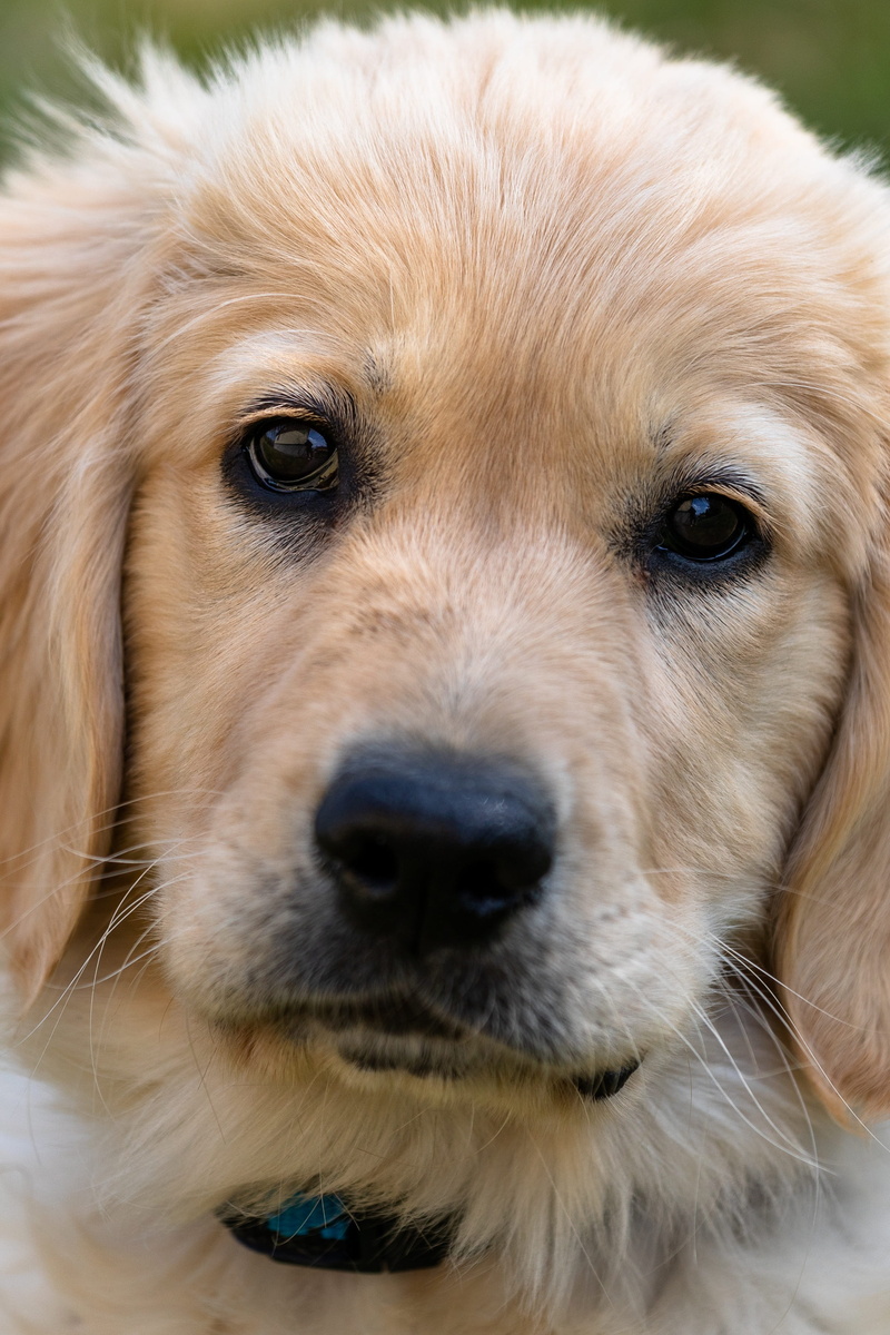 focus on foreground, canine, puppy, portrait, vertebrate, animal eye, dog, domestic animals, whisker, animal hair, no people, animal, friendly, pets, snout