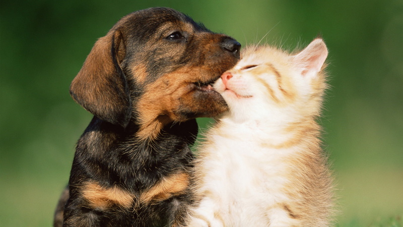pet, focus on foreground, happy, adorable, cat, puppy, silhouette, purebred, looking, animal themes, young animal, no people, people, animal, person, vertebrate