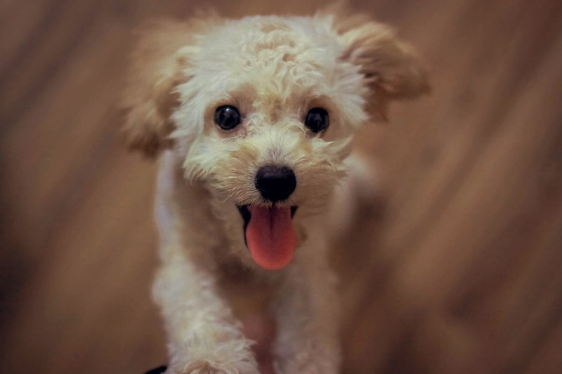 cream, tongue, domestic animals, looking, animal head, animal mouth, one animal, mammal, 4K, cute, no people, mouth open, toy, dog, young animal, lap dog