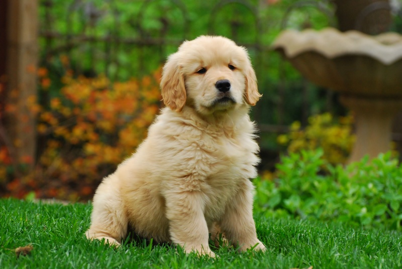 play, dog, green color, portrait, no people, fence, golden retriever, mammal, sitting, grass, purebred dog, day, green, young animal, animal themes, friend