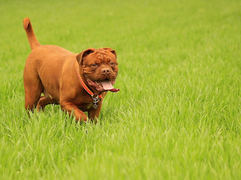 bordeaux, plant, purebred, animal mouth, head, sticking out tongue, cute, land, day, mammal, facial expression, brown, dogue, field, animal themes, small