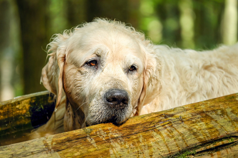 friend, day, domestic, trunk, relaxation, sweet, focus on foreground, golden, best friend, dear, 4K, dog, looking, leisure, canine, portrait, one animal
