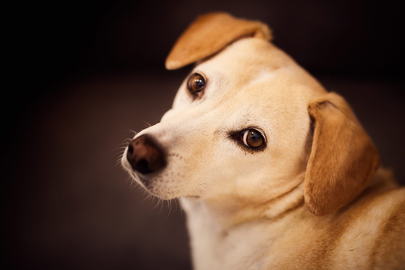 animal themes, fawn, cute, domestic, canine, looking away, looking, portrait, waiting, purebred dog, animal body part, dog, black background, tan, pets