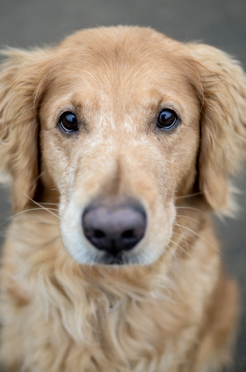 4K, mammal, head, large animal, canine, one animal, portrait, retriever, whisker, close-up, no people, animal body part, animal, golden, pets, pet, golden retriever