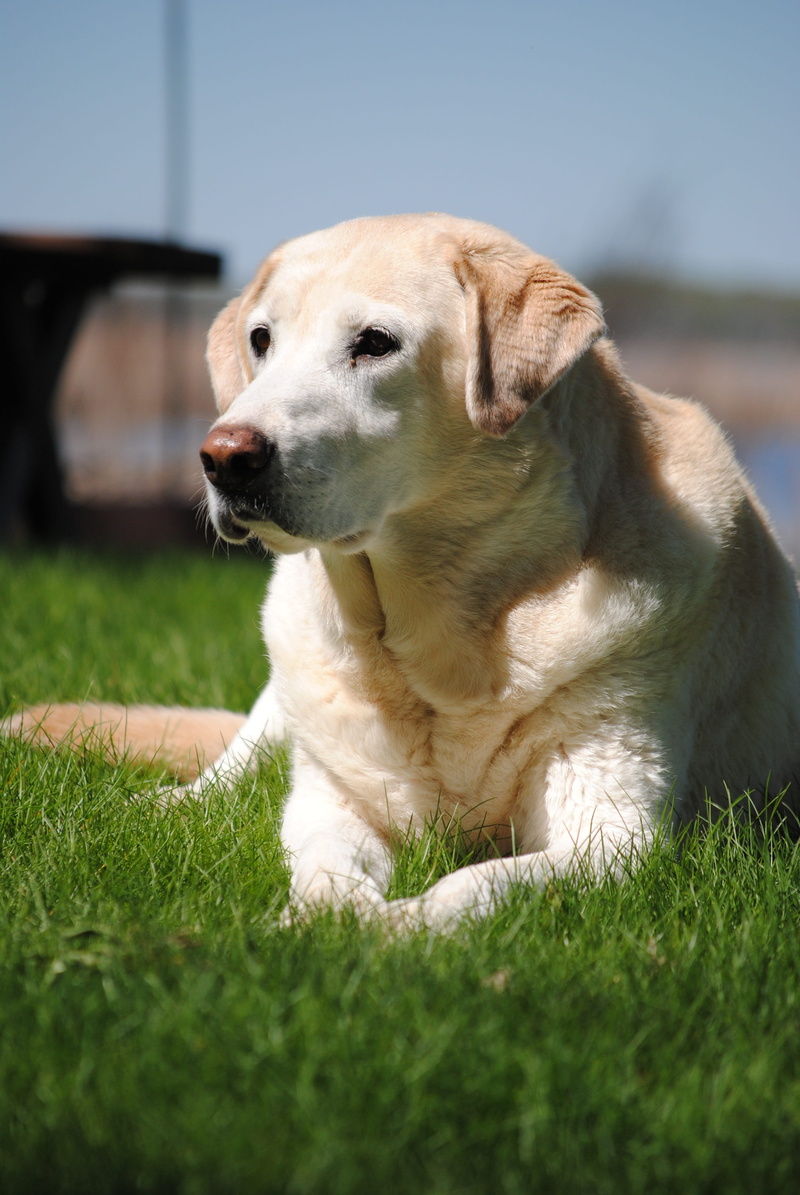 animal, outdoors, domestic, day, yellow, one animal, domestic animals, plant, vertebrate, 4K, grass, outdoor, animal head, pets, labrador, adorable, yellow lab