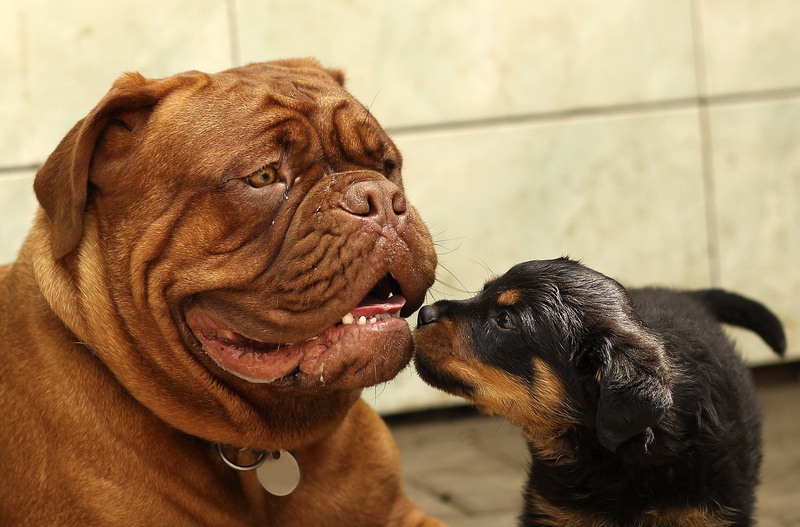 one animal, small, no people, wrinkled, funny, thoroughbred, focus, puppies, happy, pets, de, facial expression, togetherness, animal themes, 2K, mastiff